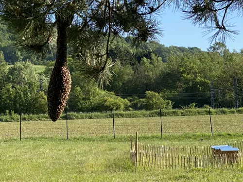 Stratégie bas carbone et biodiversité chez Aximum